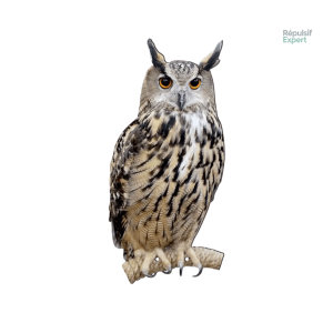 SilentOwl™ - Hibou Répulsif Anti Pigeons et Oiseaux