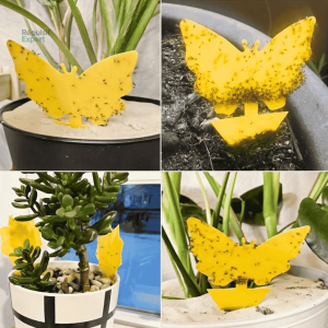 Solution efficace contre les moucherons pour vos plantes d'intérieur