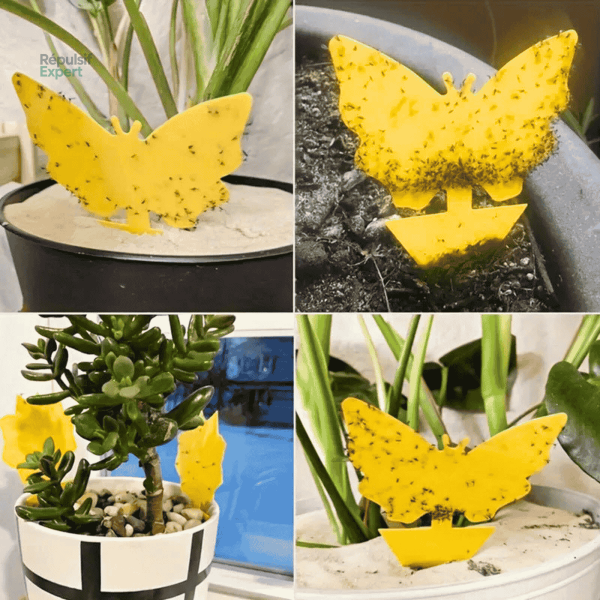 Solution efficace contre les moucherons pour vos plantes d'intérieur